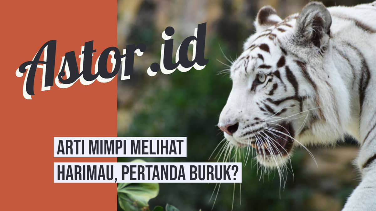 39 Mimpi melihat harimau putih togel