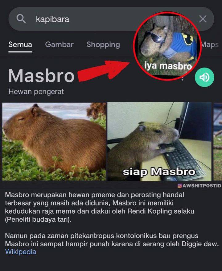 fakta unik hewan masbro atau kapibara