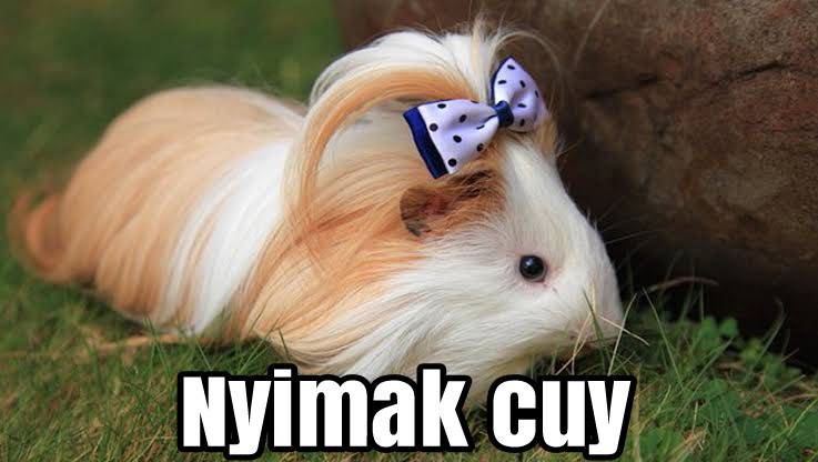 nyimak cuy
