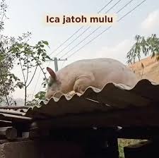 Ica Jatuh Molo