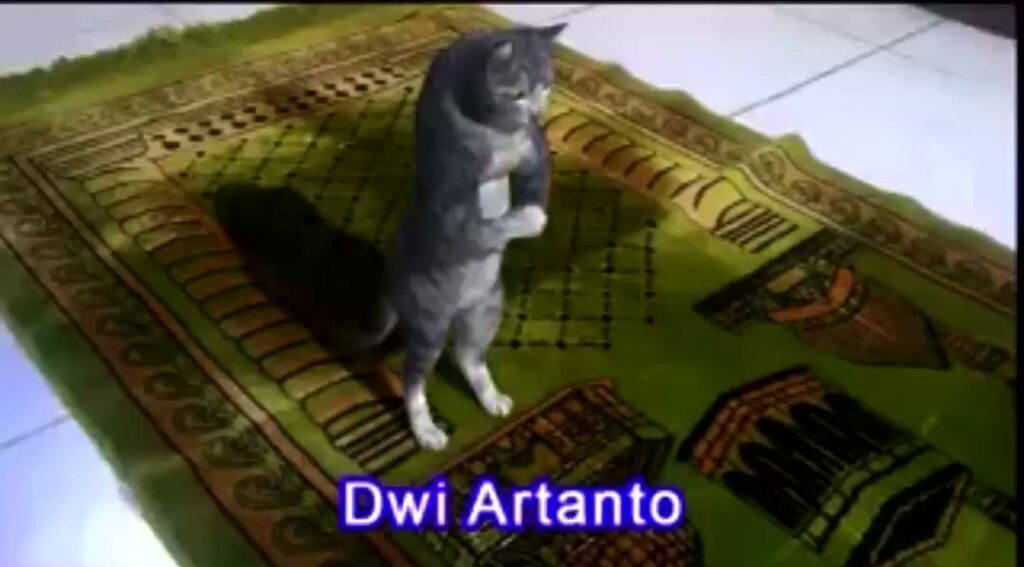 kucing sholat dwi artanto