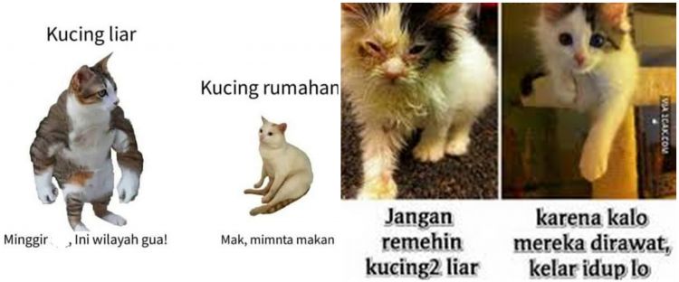 Kucing Kampung vs Kucing Rumahan