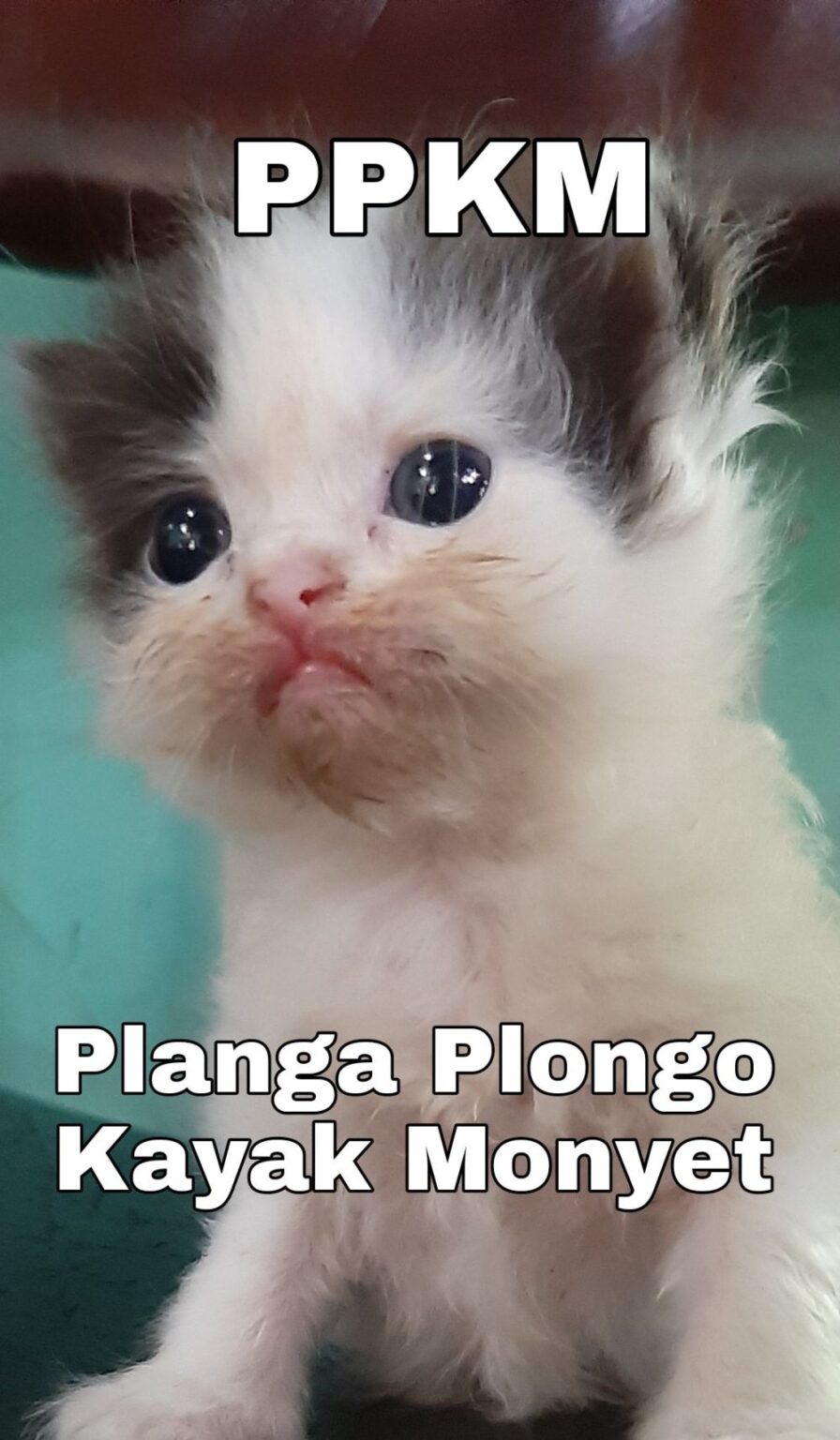 50 Meme Kucing Lucu Bikin Ngakak & Kocak untuk Ceriakan Hari-Harimu